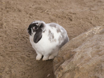 Grey and white ram rabbit sitting in sand behind boulder 