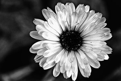 Close-up of flower