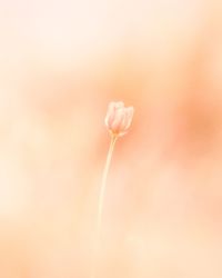 Close-up of pink flower