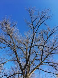 Low angle view of bare tree against blue sky