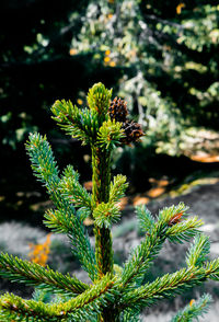 Close-up of flowering plant