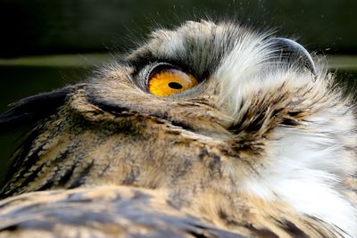 Close-up of owl