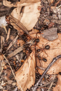 Close-up of insect on dry land