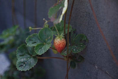 Close-up of strawberry growing on plant