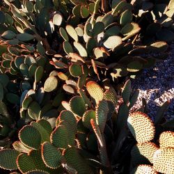 High angle view of cactus growing outdoors