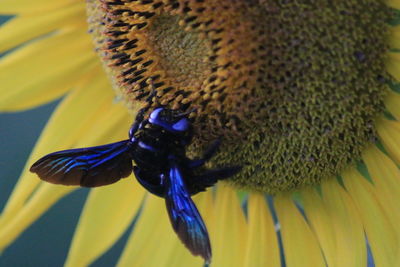 Close-up of honey bee pollinating on flower