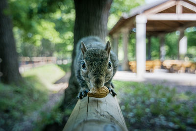 Close-up of squirrel eating peanut in park