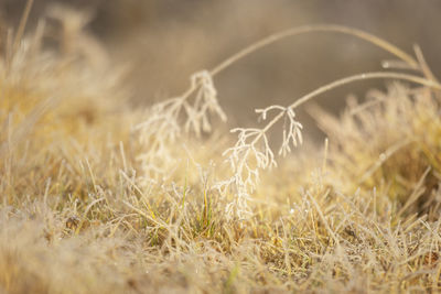 Close-up of crops on field during sunny day