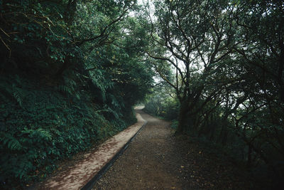 Footpath amidst trees in forest