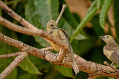 Low angle view of bird perching on tree