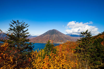 View of trees with mountain in background