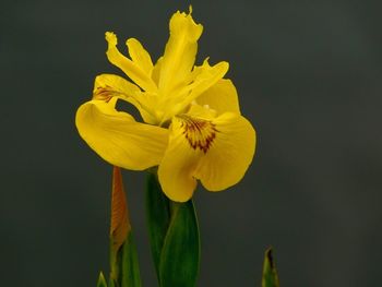 Close-up of yellow flower against black background