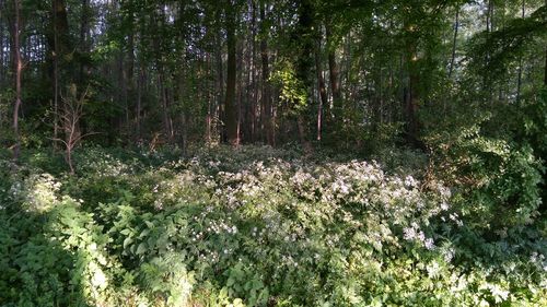 Plants growing in forest