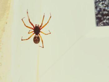 Close-up of spider