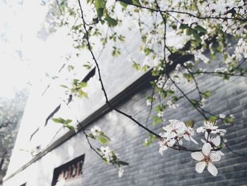 Low angle view of cherry blossoms blooming on tree