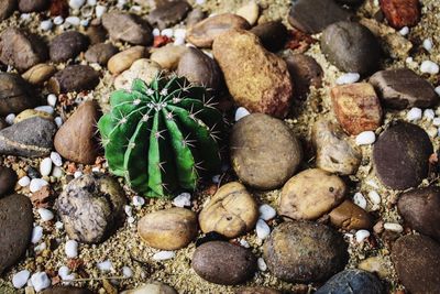 High angle view of succulent plant