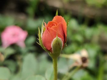 Close-up of rose bud