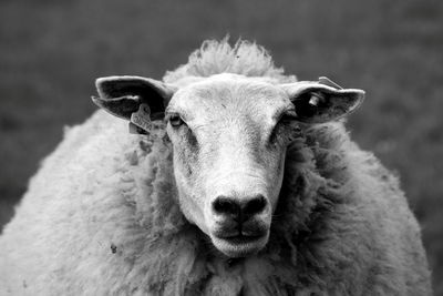 Close-up portrait of sheep