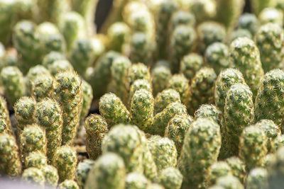 Full frame shot of plants growing outdoors