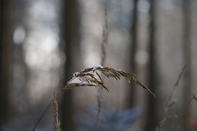 Close-up of wilted plant