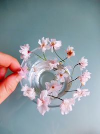 Low angle view of pink cherry blossoms