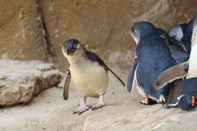 High angle view of penguins on rock