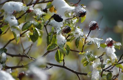 Close-up of snow on tree