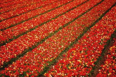 Full frame shot of red flower field