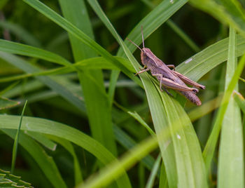 Close-up of grasshopper on leaf