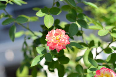 Close-up of pink flowering plant