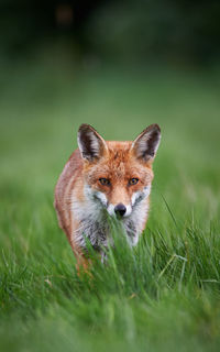 Fox standing on grassy field