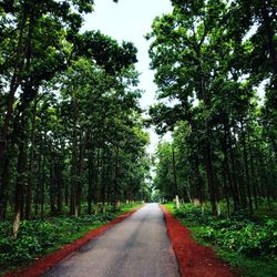 Road amidst trees in forest