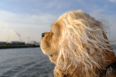 Close-up of a dog against the sky