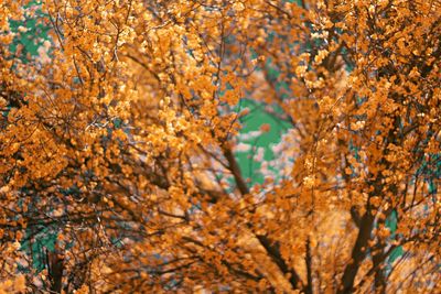 Low angle view of tree branches