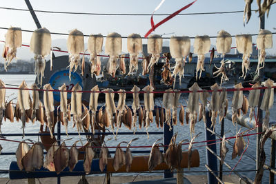 Fish drying on rope at harbor