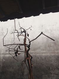 Close-up of bare tree against wall