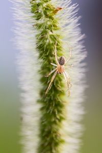 Close-up of insect on flower