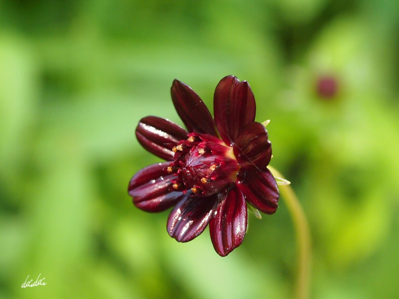 CLOSE-UP OF FLOWER BLOOMING