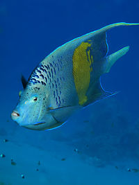 Close-up of fish swimming in sea