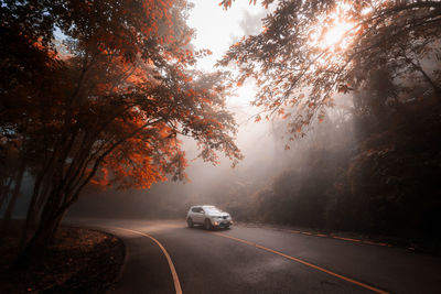 Cars on road against trees during foggy and sunbeam at autumn