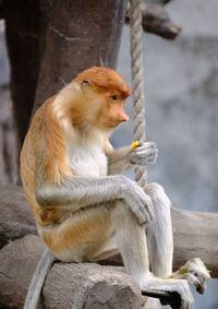 Monkey sitting in a zoo