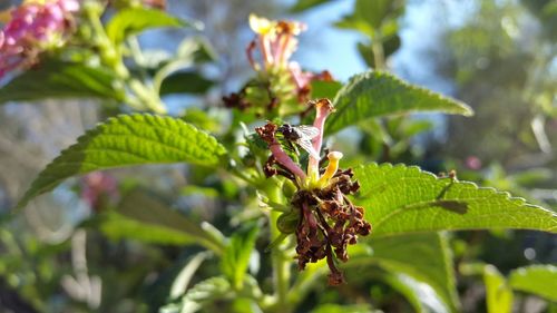 Close-up of plant