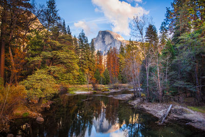 Reflection of trees in lake