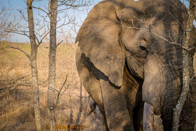 indian elephant