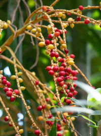 Close-up of berries growing on tree