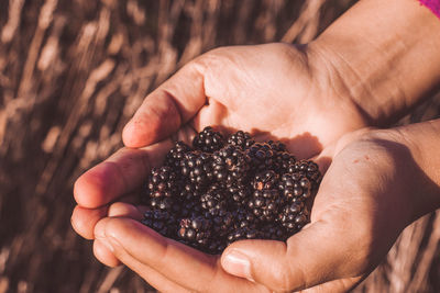 Hands with blackberries