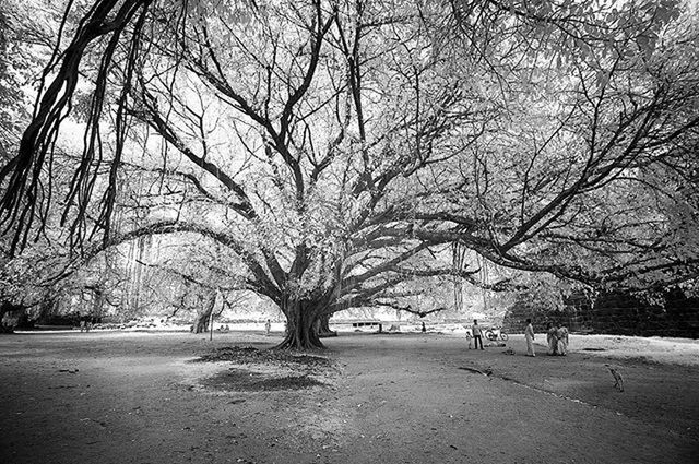 tree, bare tree, branch, tranquility, tranquil scene, nature, tree trunk, park - man made space, sky, beauty in nature, scenics, season, park, treelined, outdoors, day, growth, weather, the way forward, incidental people