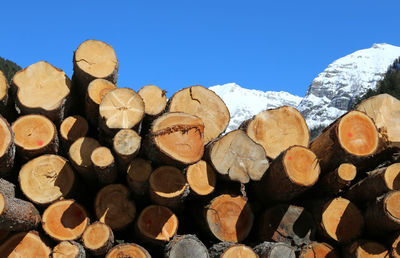 Stack of logs in forest