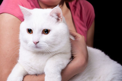 Beautiful big white cat hold in arms on an isolated black background