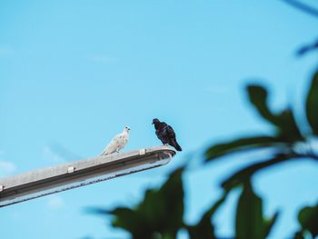 Low angle view of bird perching on power line